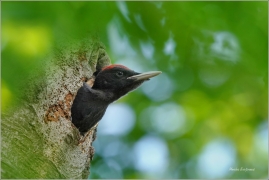 <p>DATEL ČERNÝ (Dryocopus martius) - Šluknovsko - Království ---- /Black woodpecker - Schwarzspecht/

</p>